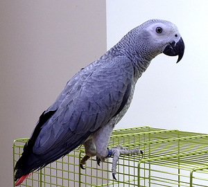 Jakoo papagoi (1 foto / 1)