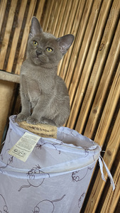 Burma (1 foto no 3)
