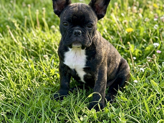 Prantsuse buldogi