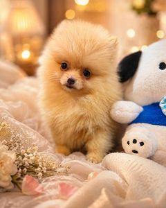 Pomeranian spitz (3 foto / 4)