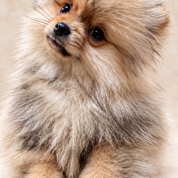Pomeranian spits