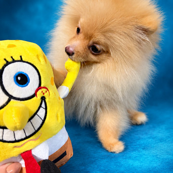 Pomeranian spits