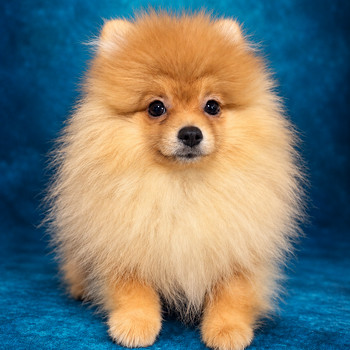 Pomeranian spits