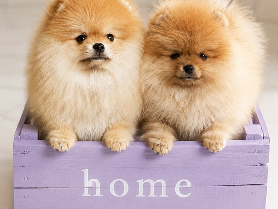 Pomeranian