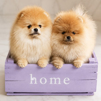 Pomeranian