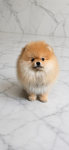 Pomeranian (3 foto / 10)
