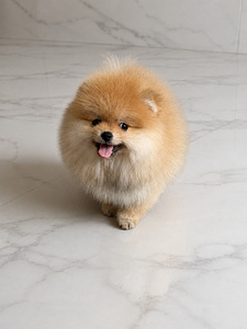 Pomeranian (2 foto / 10)
