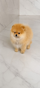 Pomeranian (4 foto / 10)
