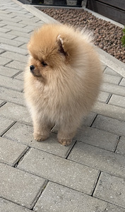 Pomeranian (6 foto / 10)