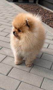 Pomeranian (8 foto / 10)