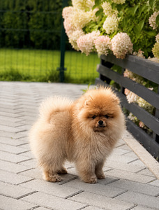 Pomeranian (9 foto / 10)