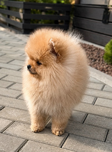 Pomeranian (10 foto / 10)