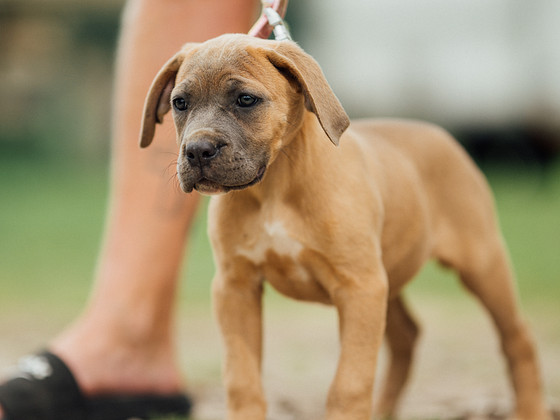 Cane Corso