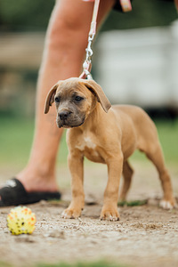 Cane Corso (1 foto / 4)