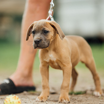Cane Corso