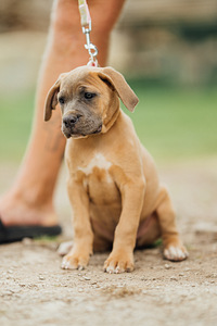 Cane Corso (2 foto / 4)