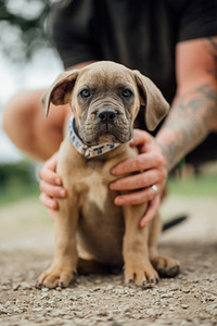 Cane Corso (3 foto / 4)