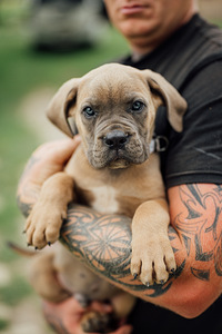 Cane Corso (4 foto / 4)