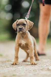 Cane corso tudruk (1 foto / 1)