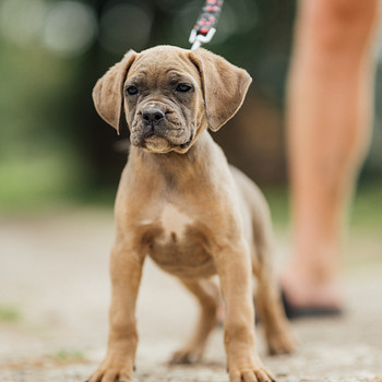 Cane corso tudruk