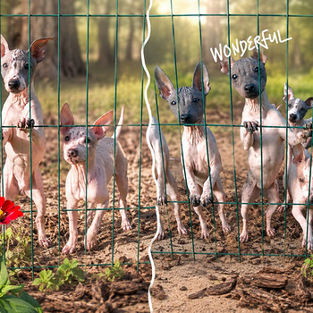 American hairless terriers