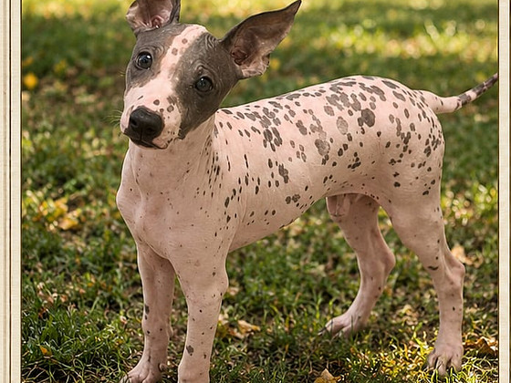 American hairless terriers