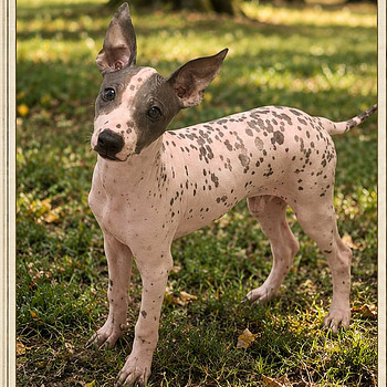 American hairless terriers