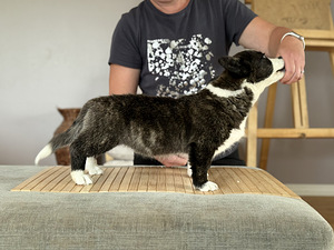 Welsh Corgi Cardigan- emane kutsikas FCI (1 foto / 2)