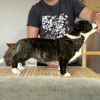 Welsh Corgi Cardigan- emane kutsikas FCI