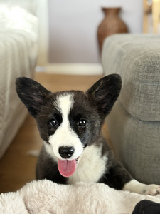 Welsh Corgi Cardigan- emane kutsikas FCI (2 foto / 2)
