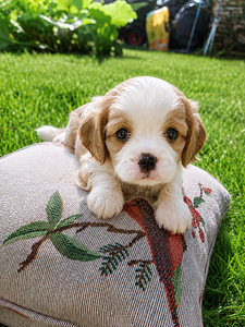 Ideāli Cavalier King Charles spaniela kucēni 03.08.2026 (1 foto no 10)
