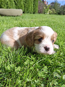 Ideāli Cavalier King Charles spaniela kucēni 03.08.2026 (2 foto no 10)