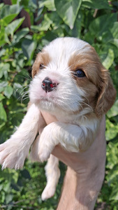 Ideāli Cavalier King Charles spaniela kucēni 03.08.2026 (3 foto no 10)