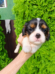 Ideāli Cavalier King Charles spaniela kucēni 03.08.2026 (4 foto no 10)