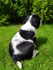 Ideāli Cavalier King Charles spaniela kucēni 03.08.2026 (6 foto no 10)