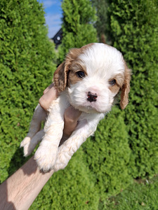 Ideāli Cavalier King Charles spaniela kucēni 03.08.2026 (7 foto no 10)