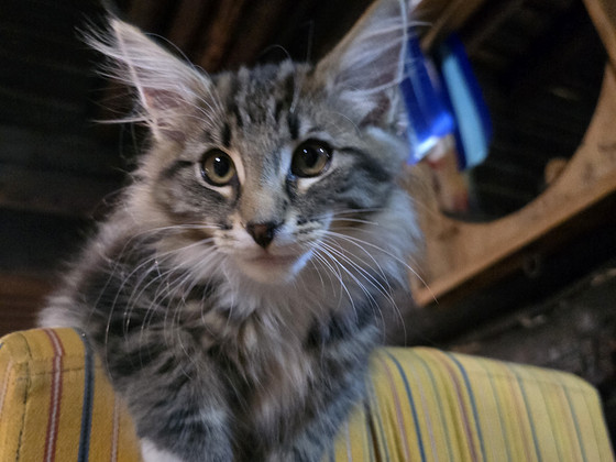Норвежская лесная кошка