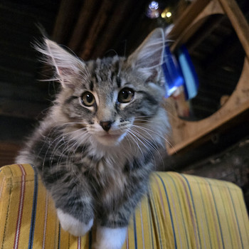 Норвежская лесная кошка