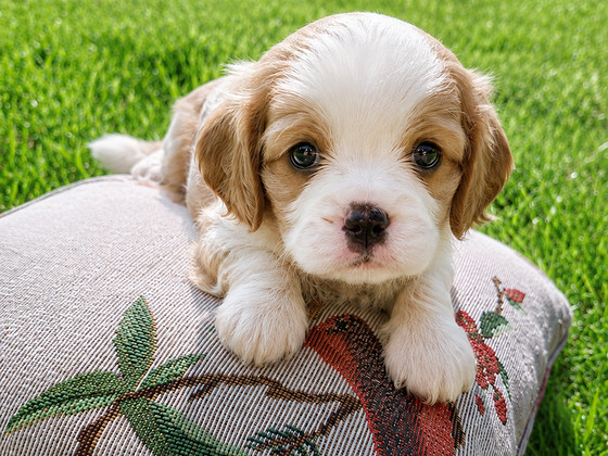 Ihanat Cavalier King Charles -spanielin pennut! 31.08.2026