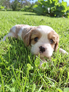 Ihanat Cavalier King Charles -spanielin pennut! 31.08.2026 (3 valokuva sivusta 10)