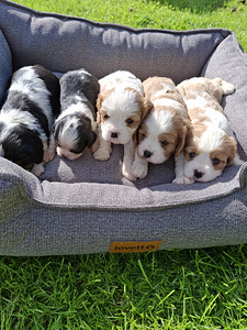 Ihanat Cavalier King Charles -spanielin pennut! 31.08.2026 (10 valokuva sivusta 10)