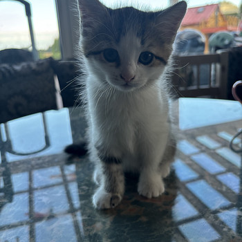 Котёнок