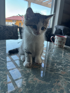 Котёнок (2 фото из 2)
