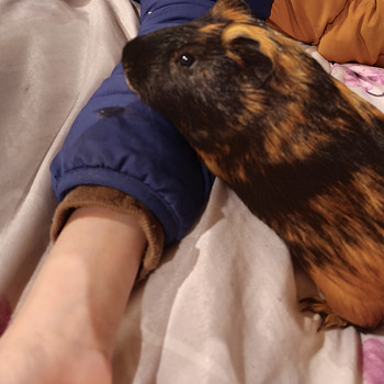 Merisiga