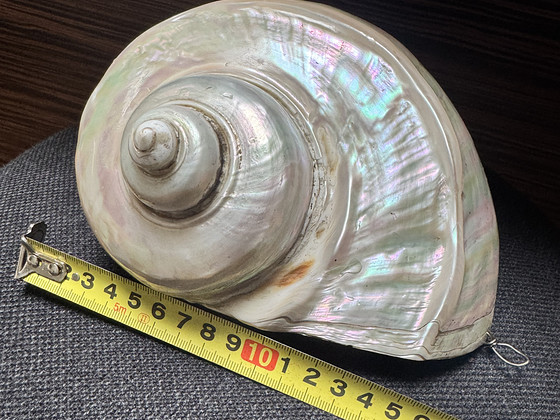 Большое настенное украшение из натуральной морской раковины