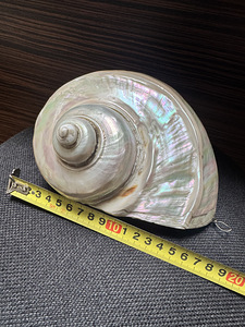 Suur ehtne Turbo marmoratus pärlmutterkarp – 15–17 cm (1 foto / 9)