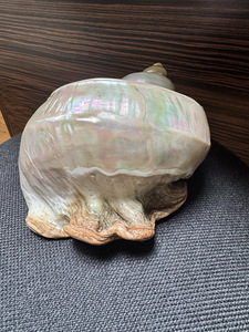 Suur ehtne Turbo marmoratus pärlmutterkarp – 15–17 cm (2 foto / 9)