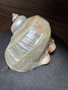 Suur ehtne Turbo marmoratus pärlmutterkarp – 15–17 cm (3 foto / 9)