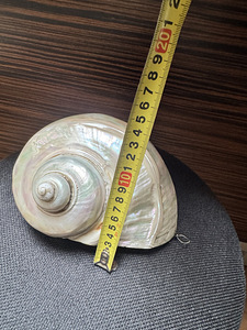 Suur ehtne Turbo marmoratus pärlmutterkarp – 15–17 cm (4 foto / 9)