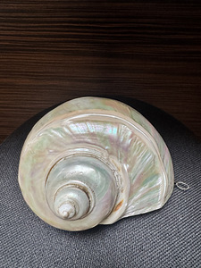 Suur ehtne Turbo marmoratus pärlmutterkarp – 15–17 cm (5 foto / 9)